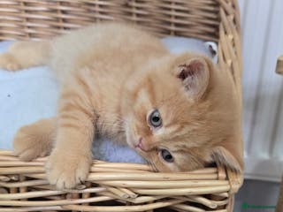 British Shorthair cats ✨ British Shorthair & Longhair Kittens Available ✨ - Advert 18