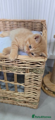 British Shorthair cats ✨ British Shorthair & Longhair Kittens Available ✨ - Advert 16