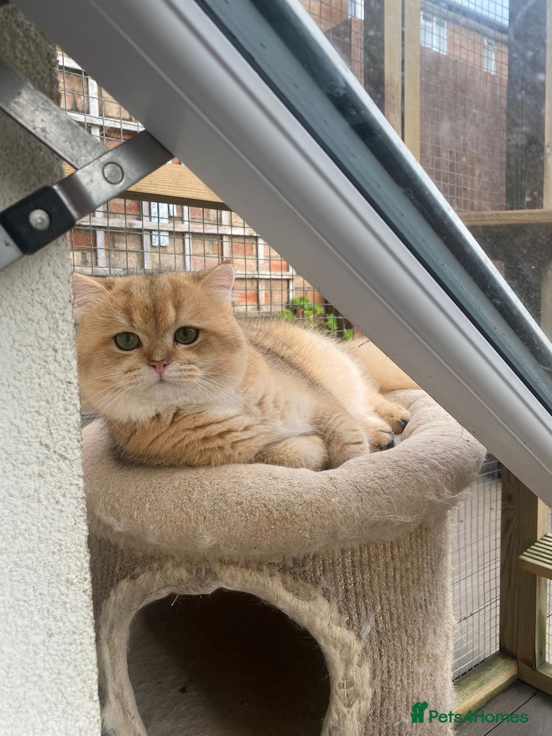 Scottish Fold cats for sale: 🐾 Adorable Pedigree Scottish Kittens! 🐾 - Advert 7