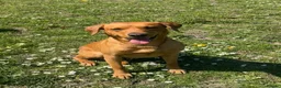 Labrador Retriever dogs for stud: KC Labrador for Stud 16 Champions in Lineage - Advert 7