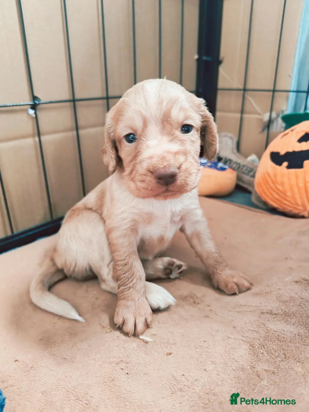 Cocker Spaniel dogs for sale: Beautiful Cocker spaniel puppies  in Driffield - Advert 2