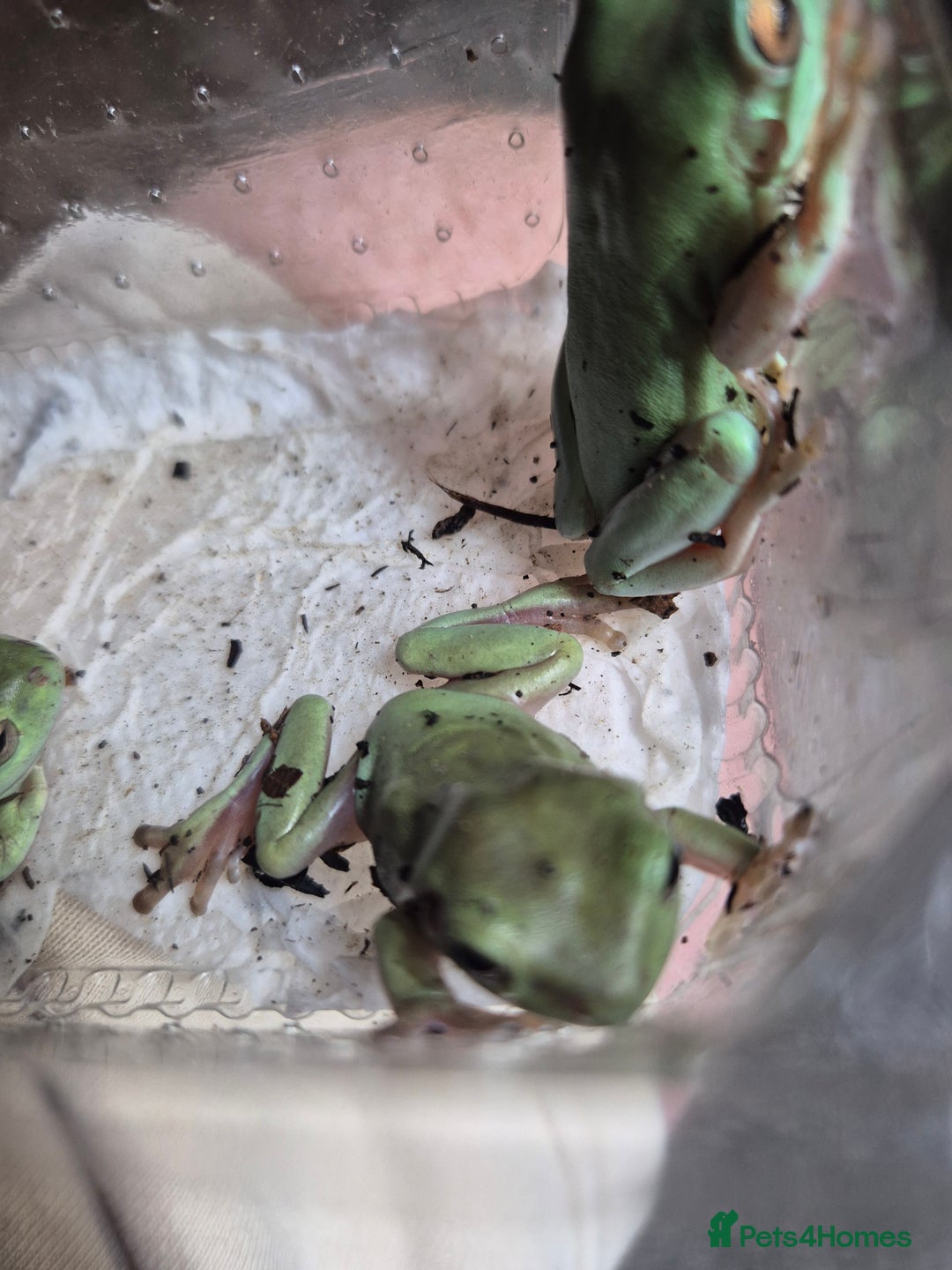 Frog reptiles for sale: Amazon milks Whites green darts - Advert 17