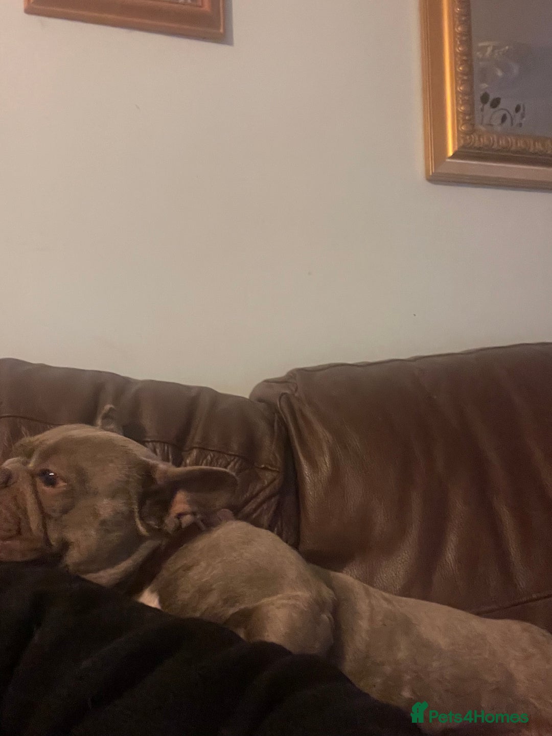 French Bulldog dogs for sale: Frenchie female - Advert 21