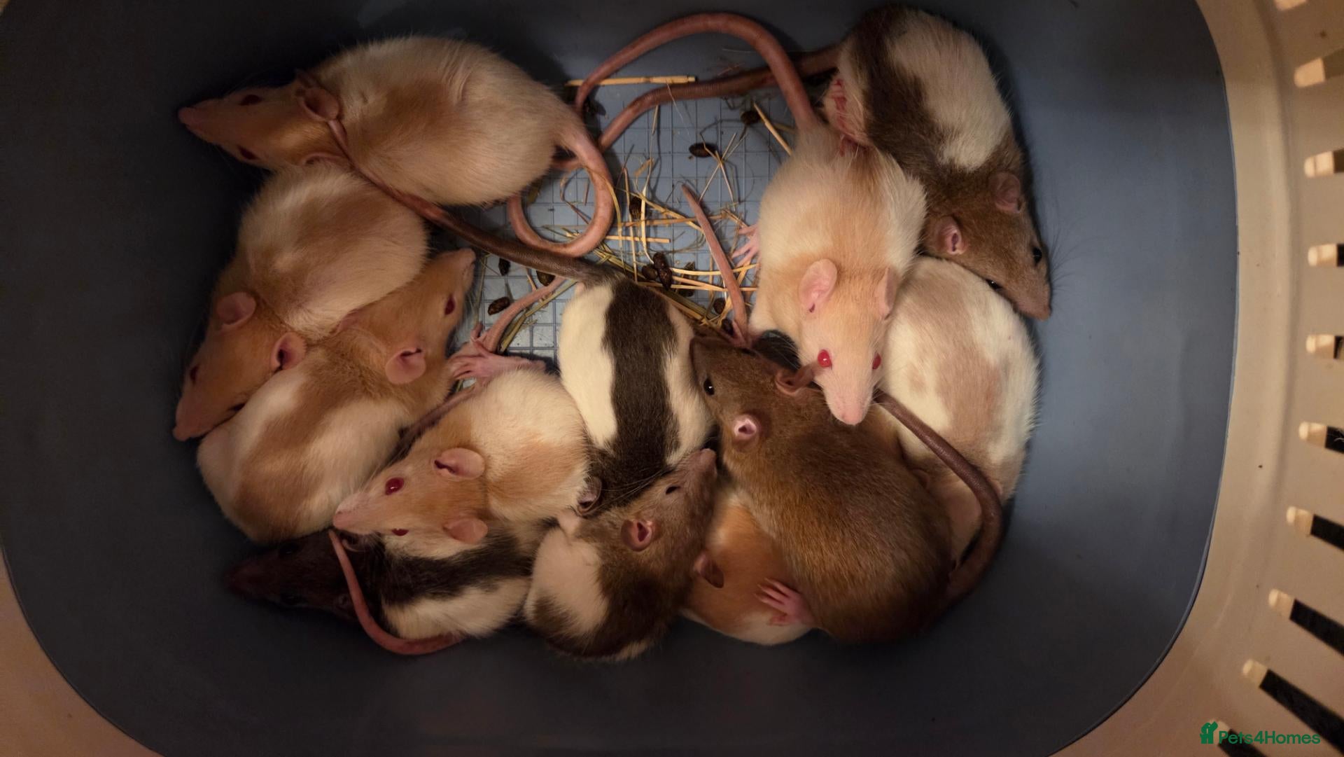 Rat rodents 23 female rats   - Advert 11