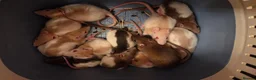Rat rodents for sale: 32 male &female rats   - Advert 1