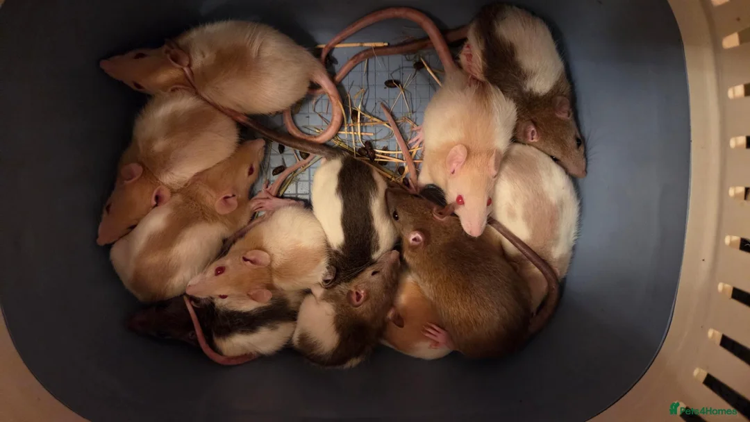 Rat rodents for sale: 32 male &female rats   - Advert 1