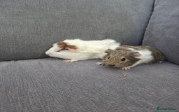Guinea Pig rodents for sale: Little brothers looking for a new home - Image 3