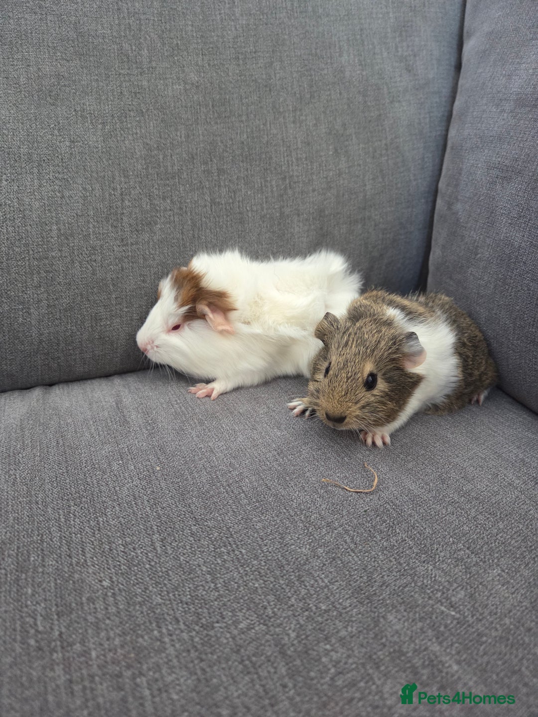 Guinea Pig rodents for sale: Little brothers looking for a new home - Image 3