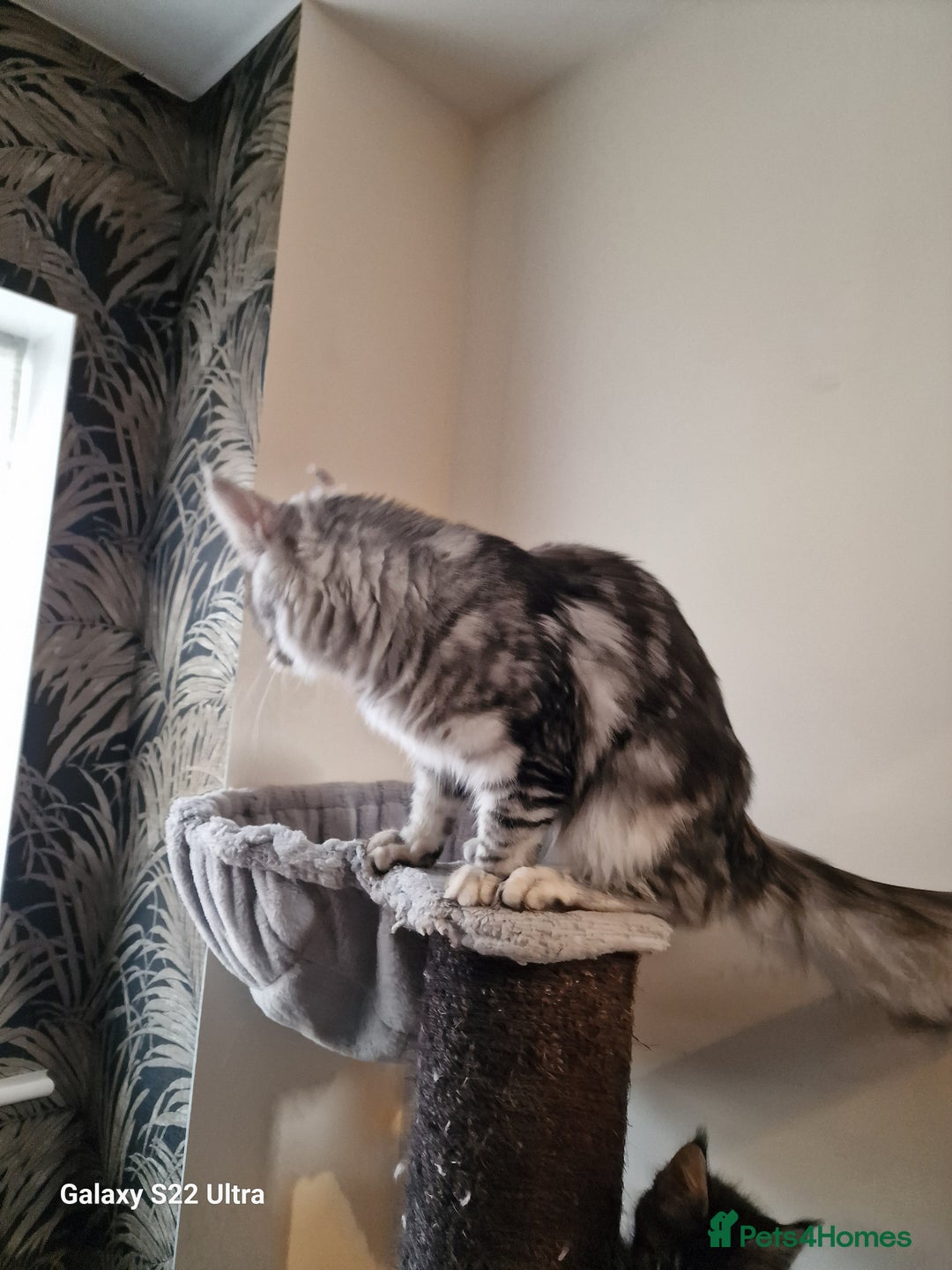 Maine Coon cats for sale: 🎀Fantastic female🎀 - Advert 9