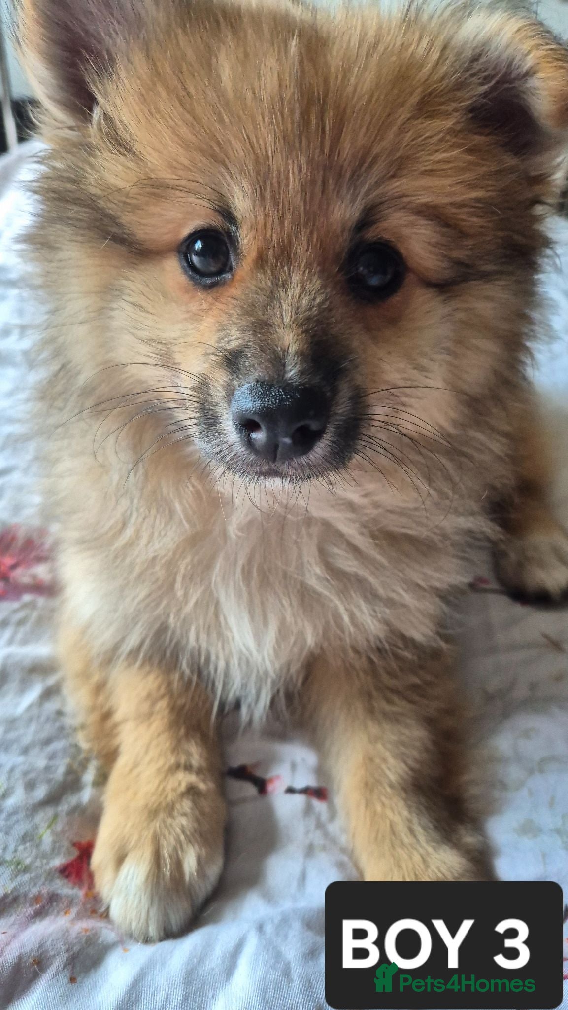 Pomeranian dogs Fox face pomeranians - Advert 18