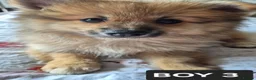 Pomeranian dogs for sale: Fox face pomeranians - Advert 1