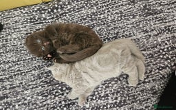 Scottish Fold cats for sale: SF 2 males available  - Image 16