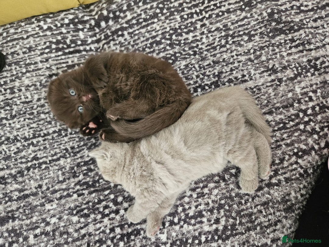 Scottish Fold cats for sale: SF 2 males available  - Image 16