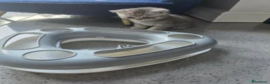 Silver tabby 