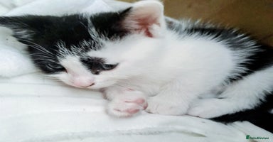 Mixed Breed cats - Advert 15