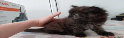 Mixed Breed cats for sale: Beautiful kittens looking for home  - Advert 3