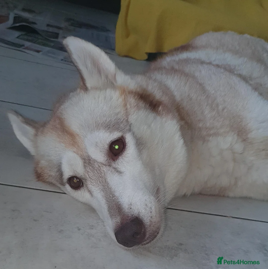 Siberian Husky dogs for sale: Kc registered female. Genuine enquiries only - Advert 2