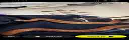Corn Snake reptiles for sale: Female Corn snake in Bishop's Stortford - Advert 5