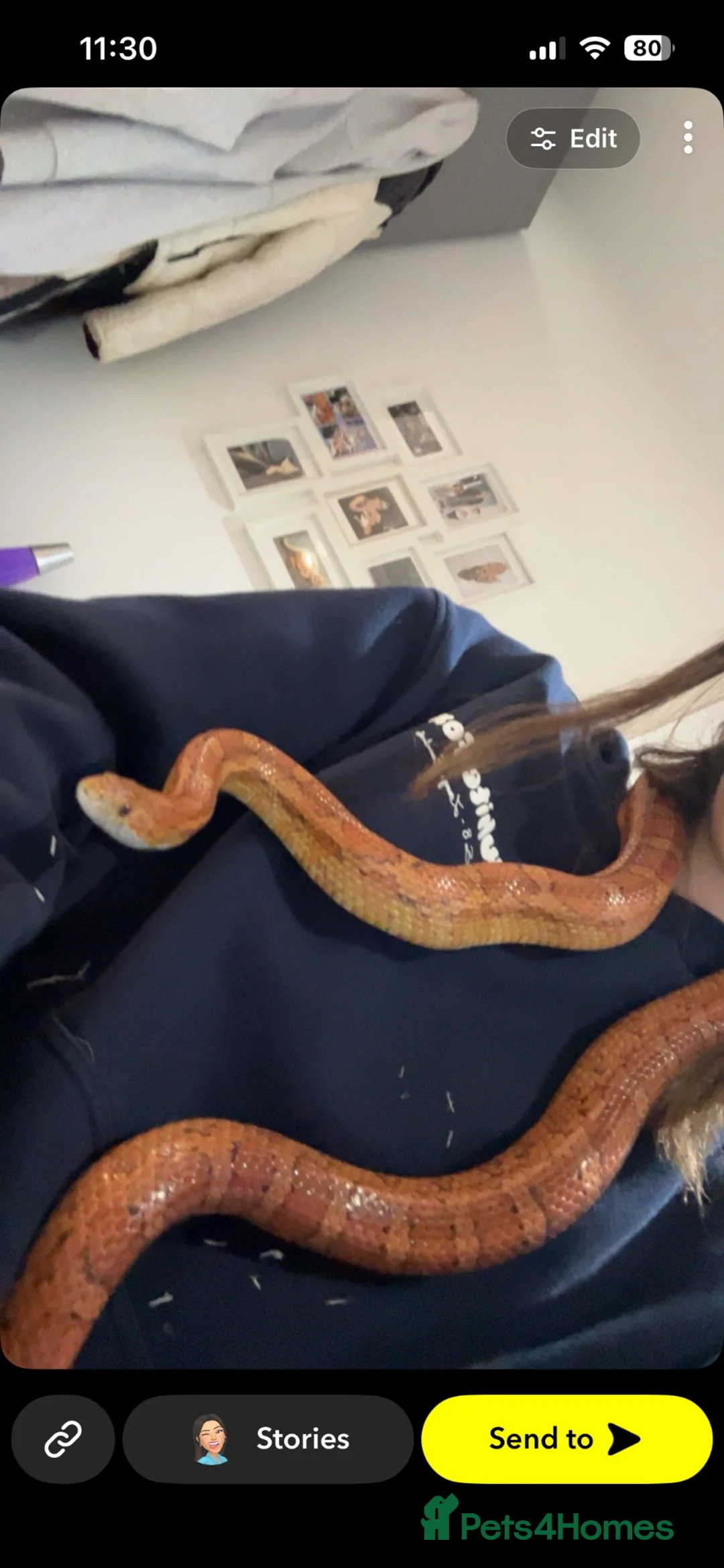 Corn Snake reptiles for sale: Female Corn snake in Bishop's Stortford - Advert 5
