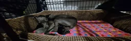 Whippet dogs for sale: Whippet puppies ready to reserve - Advert 6