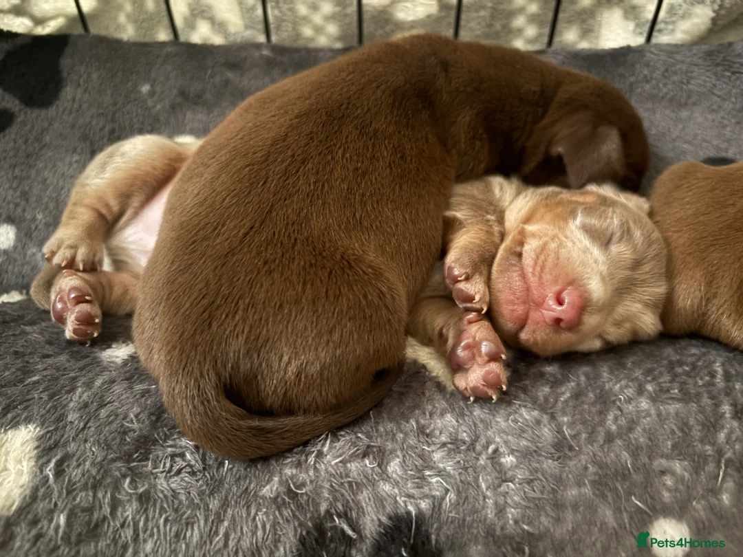Miniature Dachshund dogs for sale: Miniature Dachshund Pups looking for Loving Homes - Advert 14