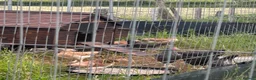 Hens poultry for sale: Wheaten and cuckoo Maran pullets - Advert 2