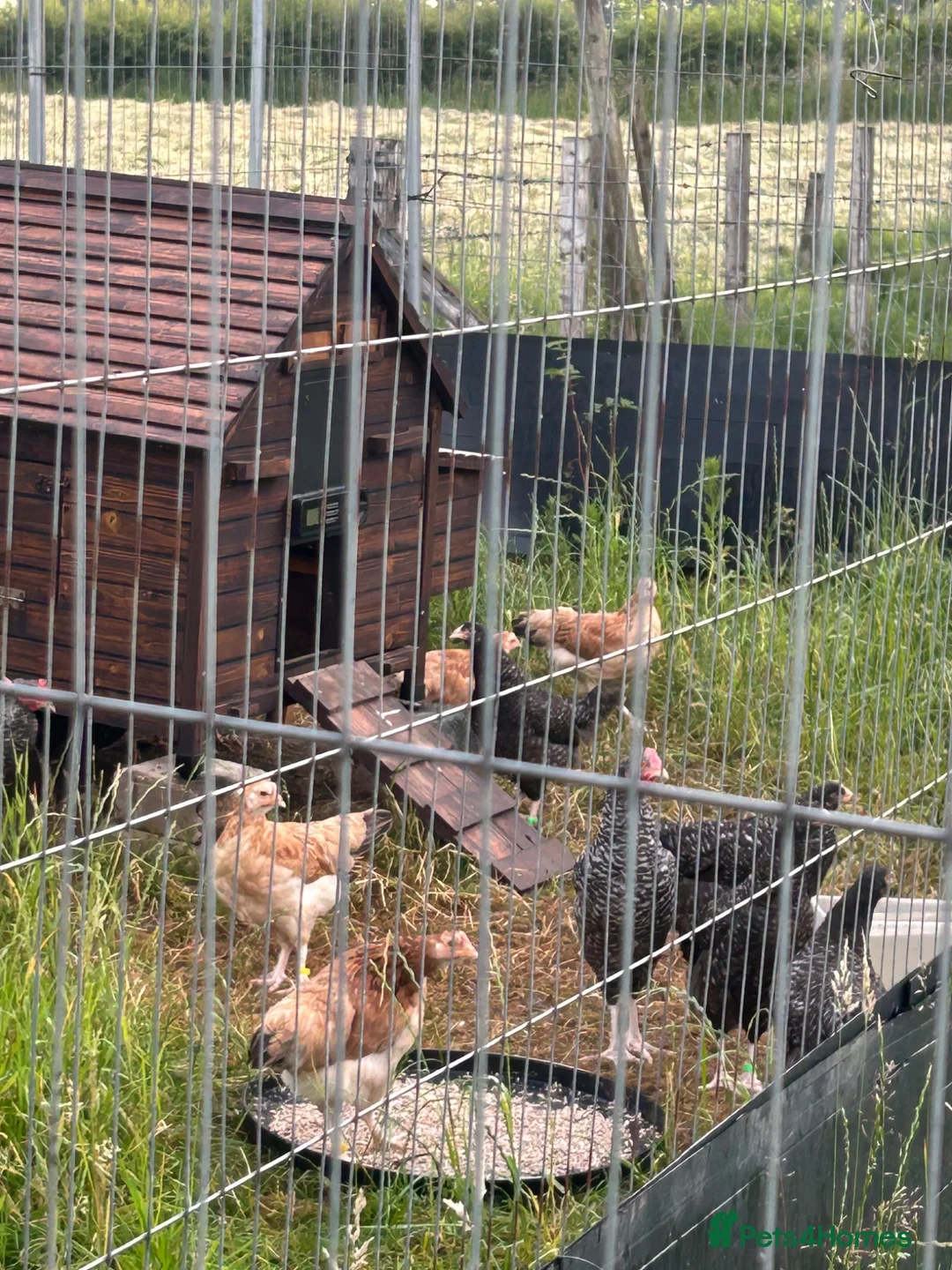 Hens poultry for sale: Wheaten and cuckoo Maran pullets - Advert 2