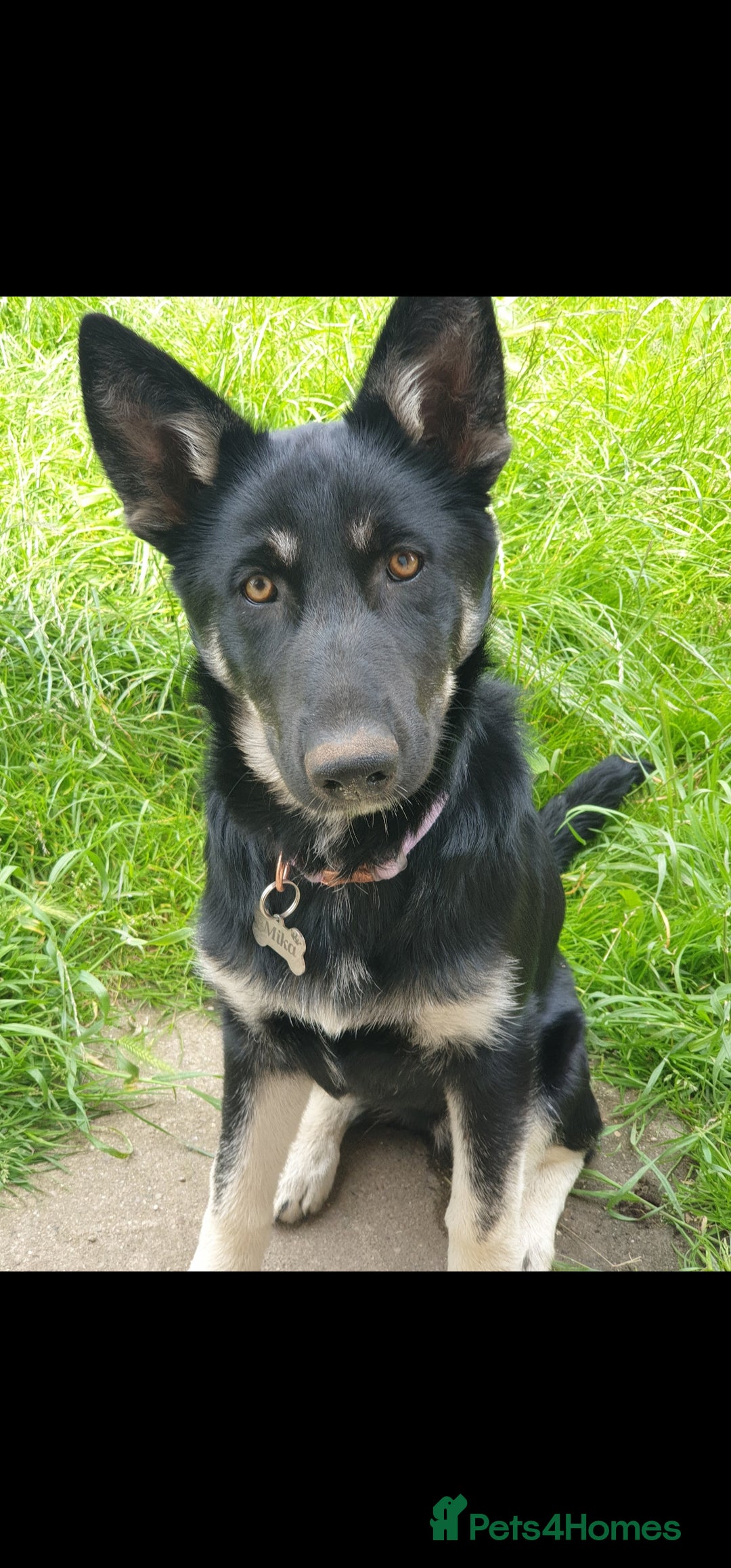 Shepsky dogs for sale: Beautiful female Shepsky looking a new home - Advert 3