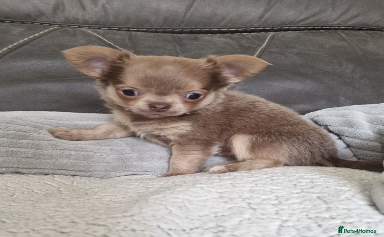 Chihuahua dogs - Advert 1