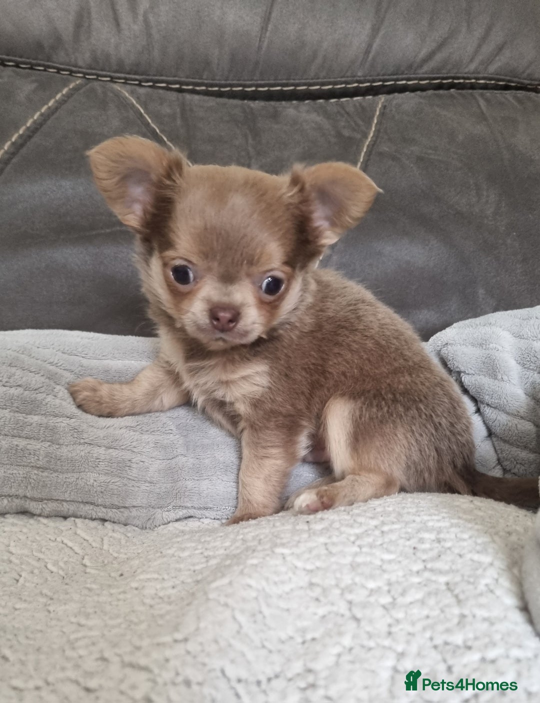 Chihuahua dogs for sale: READY NOW KC Reg Chihuahua boy longhair - Image 3