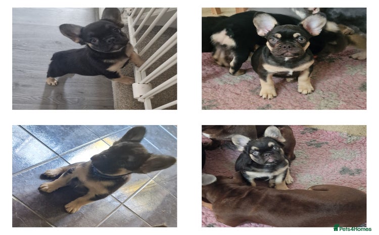 French Bulldog dogs - Advert 8