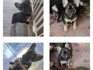 French Bulldog dogs - Advert 13