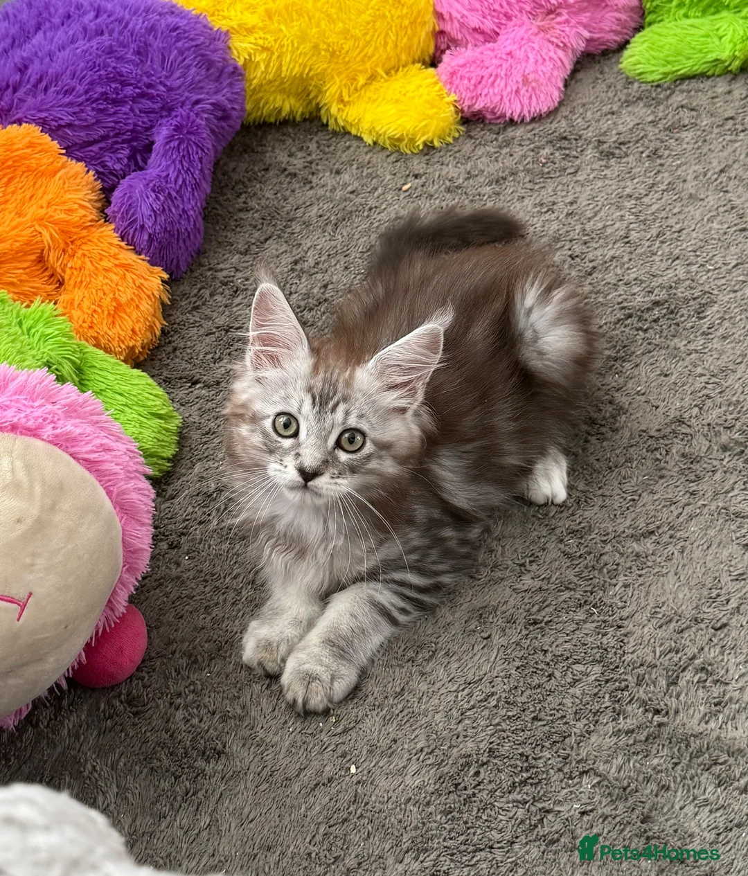 Maine Coon cats for sale: Beautiful Maine Coon kittens **READY NOW*** - Advert 2