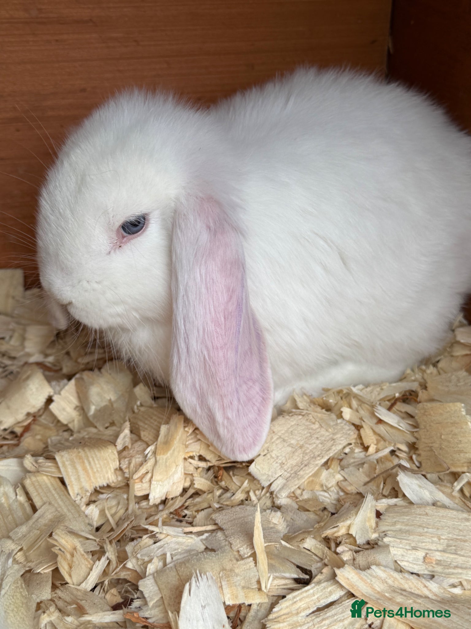 French Lop rabbits Stunning pure bred French lop babies  - Advert 8