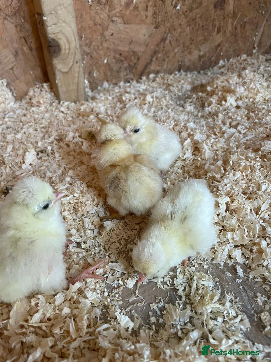 Chickens poultry for sale: Unsexed Polish chicks  - Advert 2
