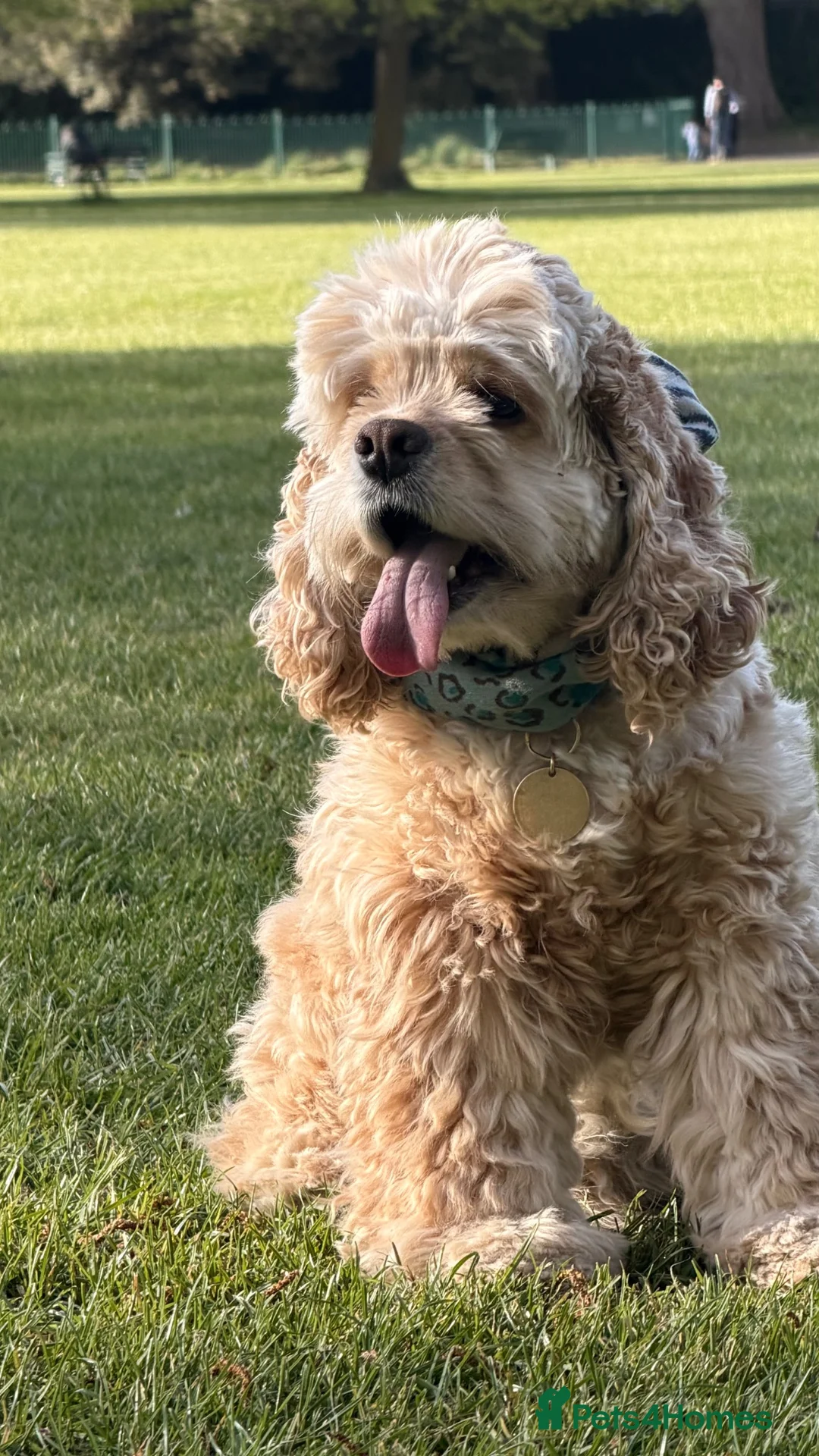 American Cocker Spaniel dogs for sale: Loki ❤️ Male American Cooker Spaniel  - Advert 1