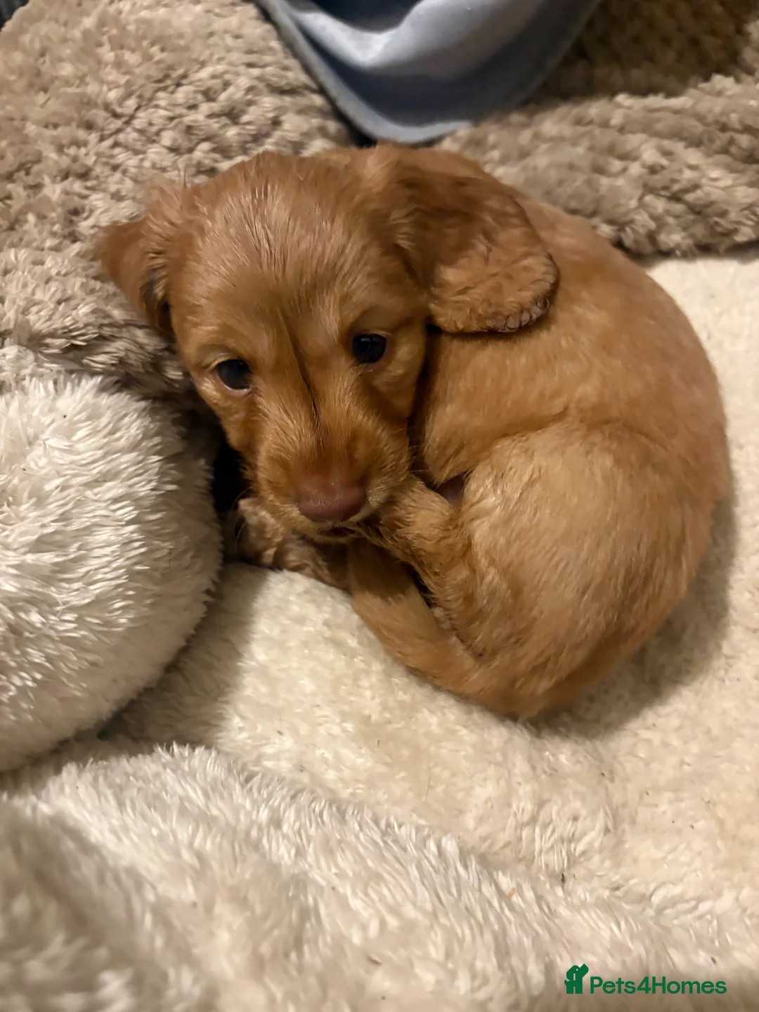 Dachshund dogs for sale: Long haired miniature  - Advert 24