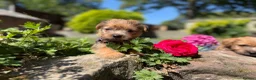 Norfolk Terrier dogs for sale: Stunning KC registered Norfolk terriers - Advert 5