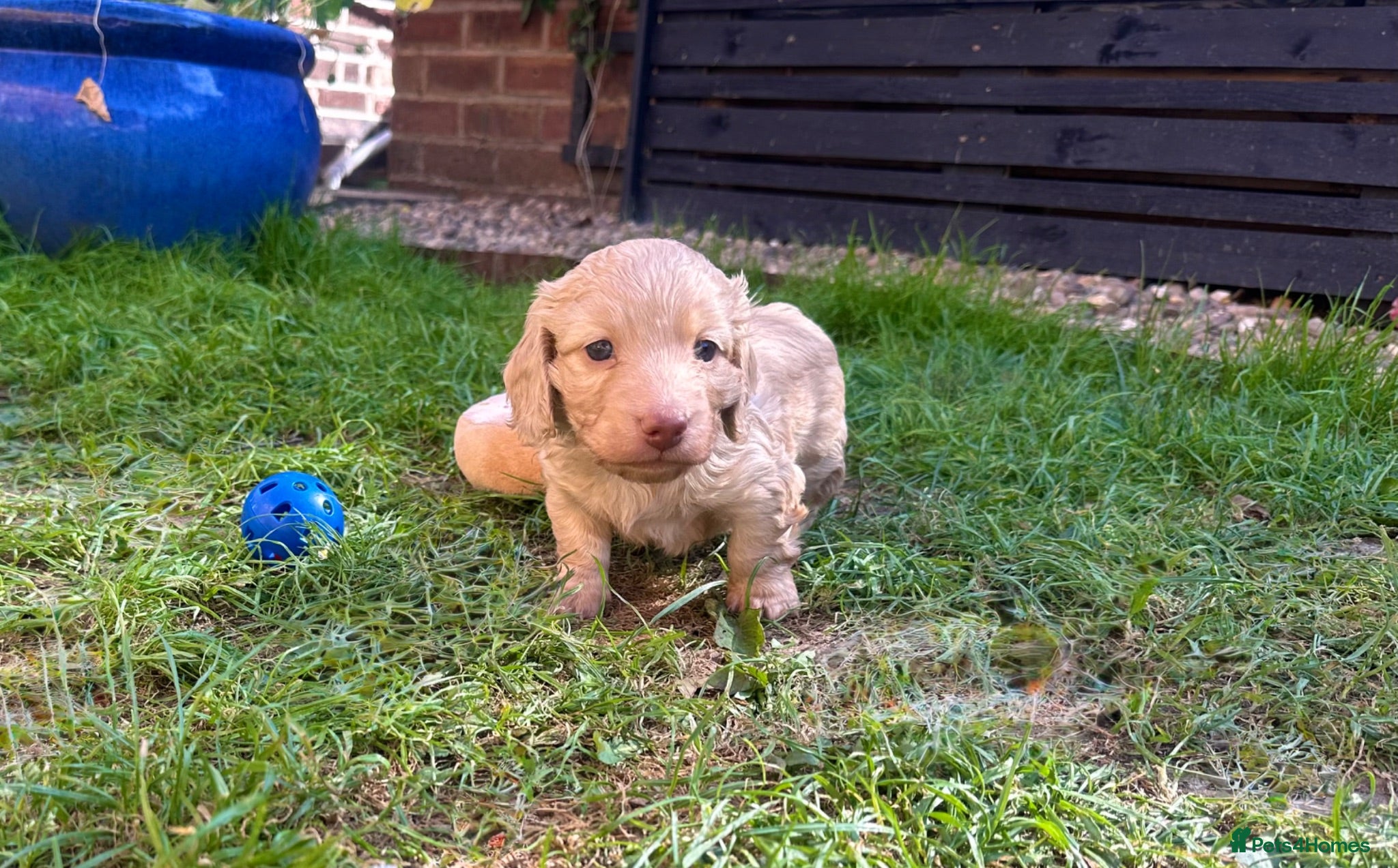 Miniature Dachshund dogs Beautiful Cream Long Haired Miniature Dachshunds - Advert 1
