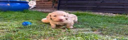 Miniature Dachshund dogs for sale: Beautiful Cream Long Haired Miniature Dachshunds - Advert 1