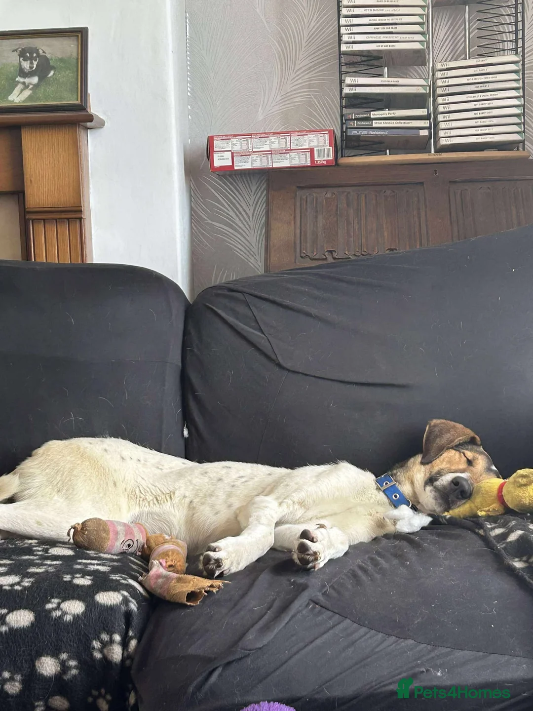 Mixed Breed dogs for adoption: Nora is looking for a loving forever home in Withernsea - Advert 14