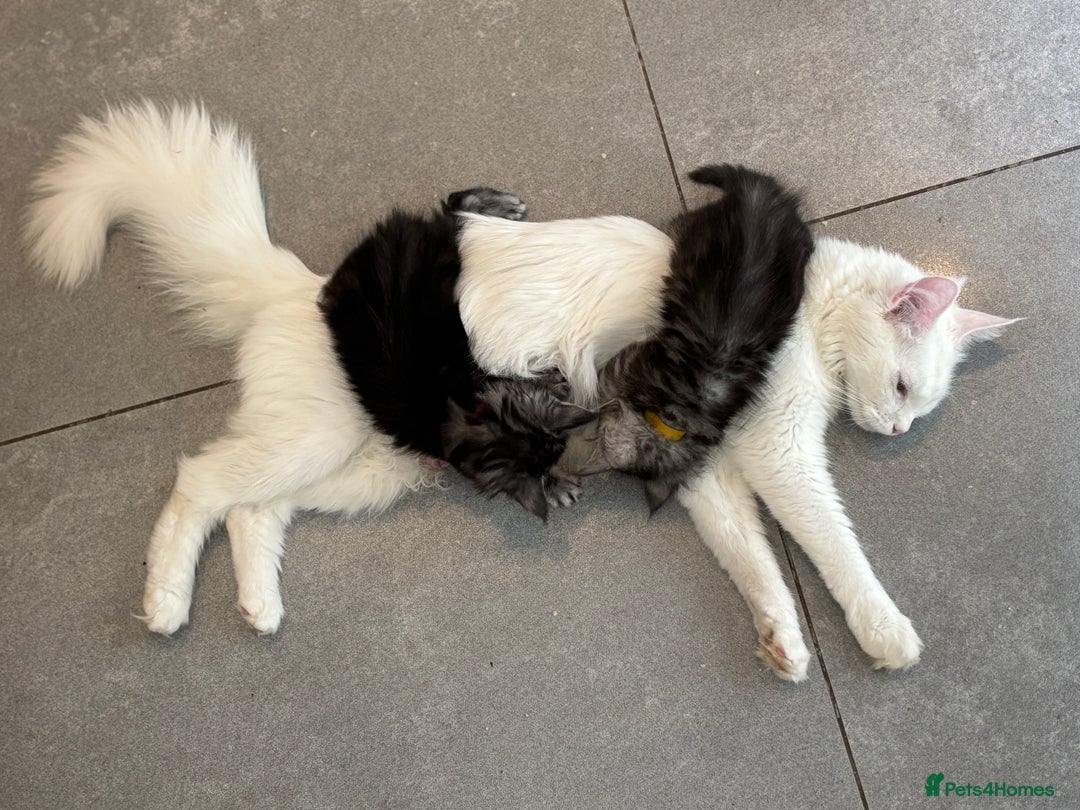 Maine Coon cats for sale: TICA & Council licensed white/black Maine Coons - Image 24