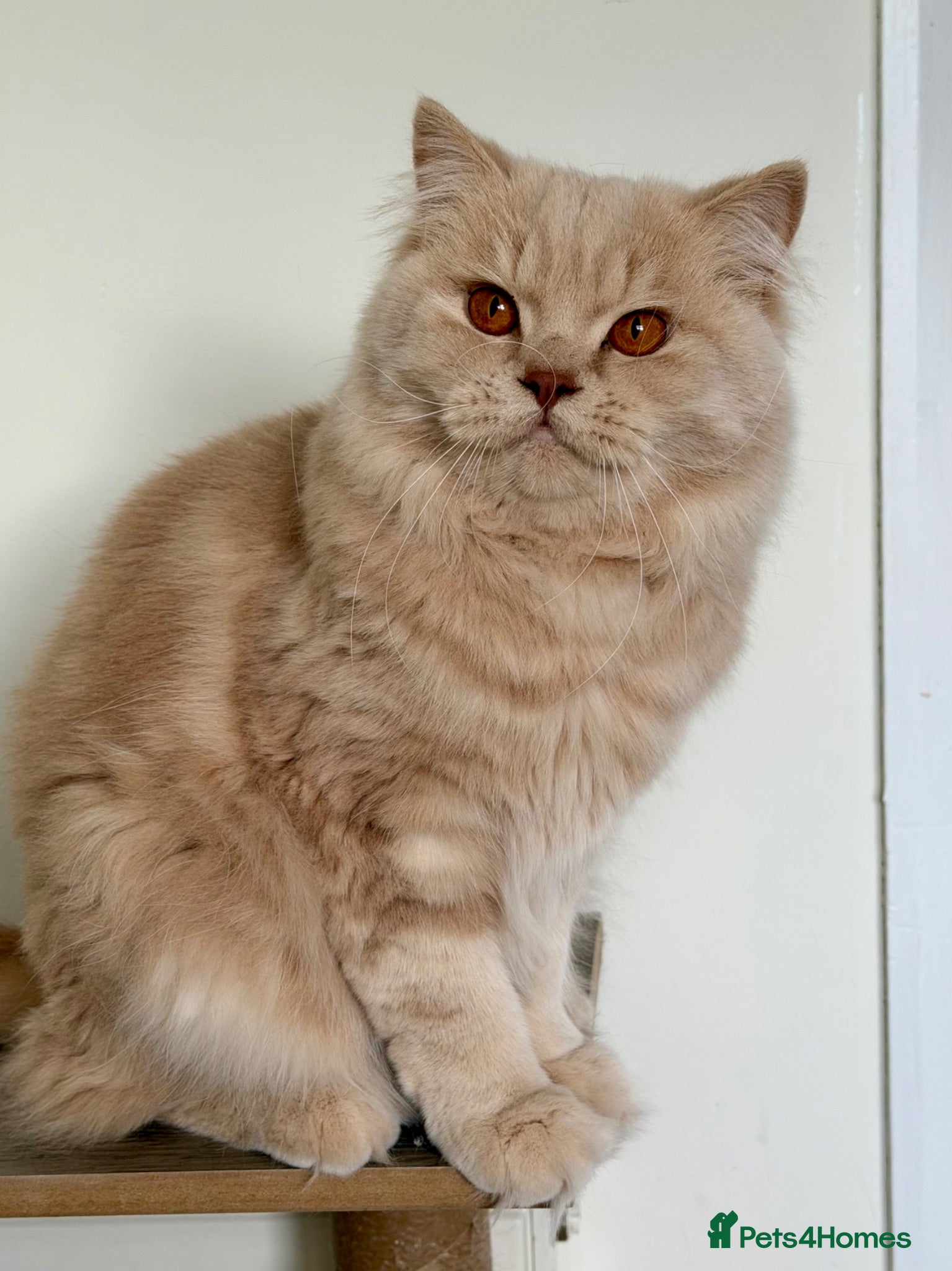 British Longhair cats Adult British Longhair TICA registered  - Advert 20