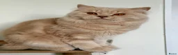 British Longhair cats for sale: Adult British Longhair TICA registered  - Advert 1