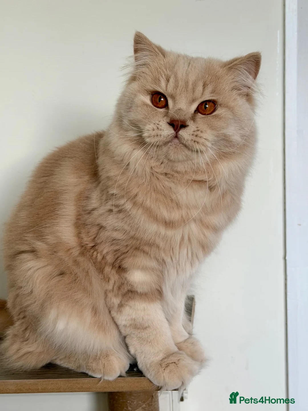 British Longhair cats for sale: Adult British Longhair TICA registered  - Advert 1
