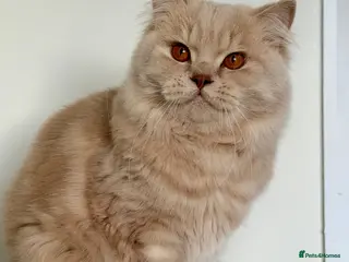 British Longhair cats Adult British Longhair TICA registered - Advert 1