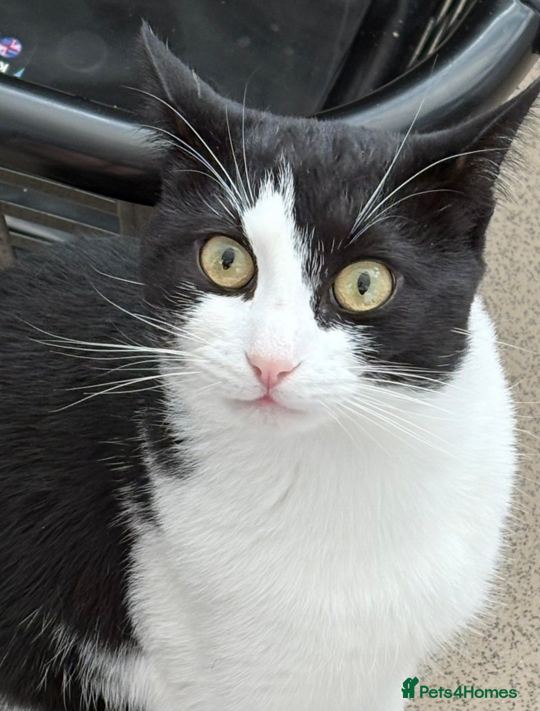 Mixed Breed reptiles for sale: REHOMING indoor 2yr old male cat in Basildon - Advert 1