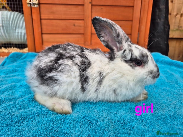 French Lop rabbits - Advert 1