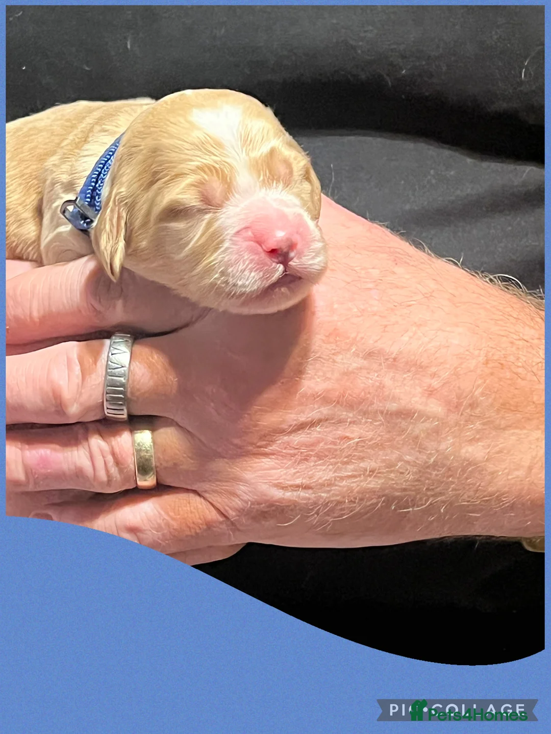 Cockapoo dogs for sale: Beautiful F1 Cockapoos DNA health tested parents.  - Advert 11