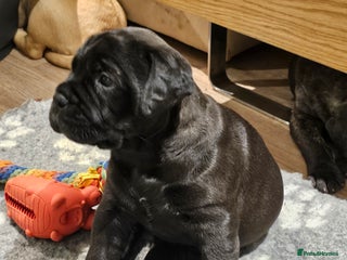 Bullmastiff dogs Quality Health Tested KC Bullmastiffs - Advert 14